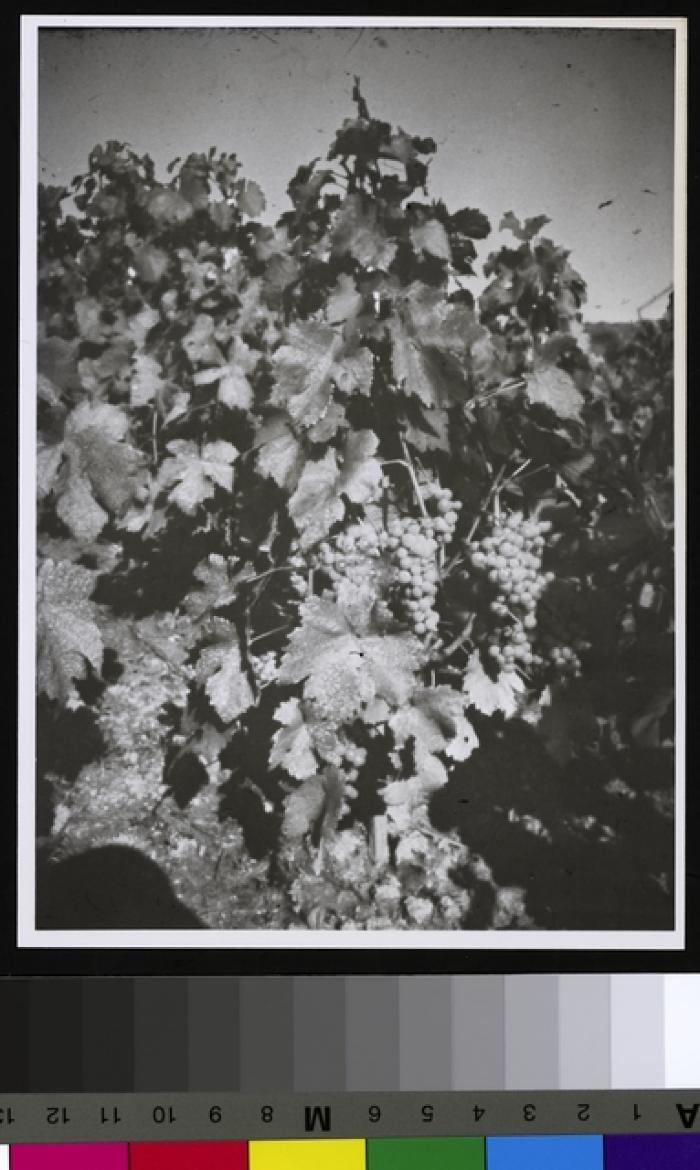 Domaine de Chatagny (domaine rattaché à l'hôpital cantonal).